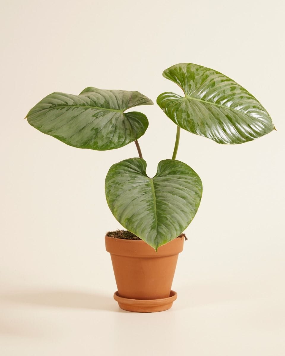 Philodendron Sodiroi