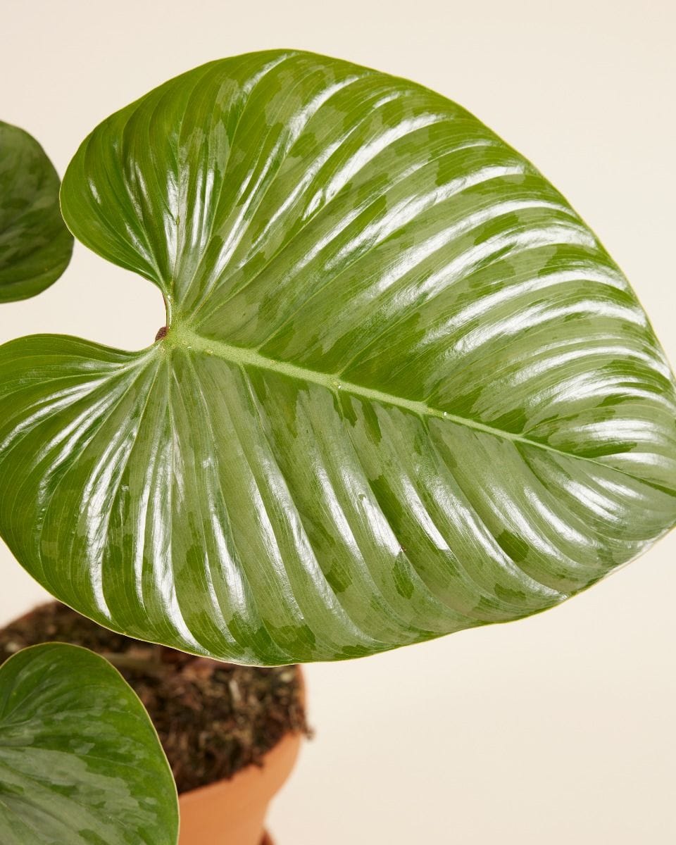 Philodendron Sodiroi