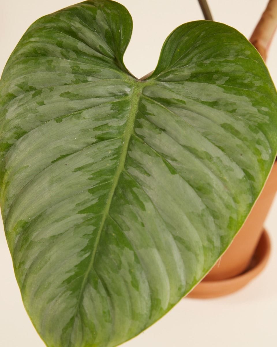 Philodendron Sodiroi