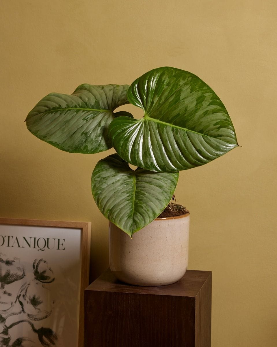 Philodendron Sodiroi