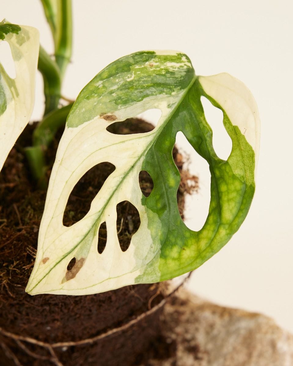 Monstera Plante-gruyère Adansonii Variegated