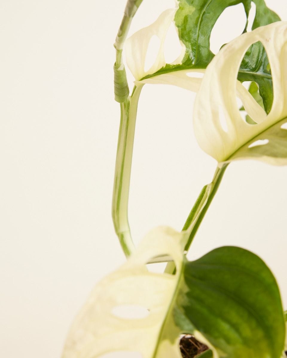 Monstera Plante-gruyère Adansonii Variegated
