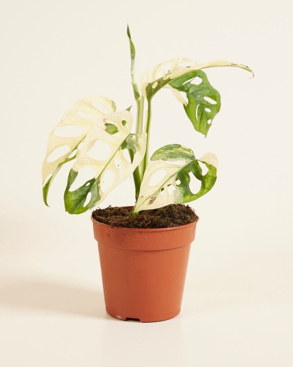 Monstera Plante-gruyère Adansonii Variegated