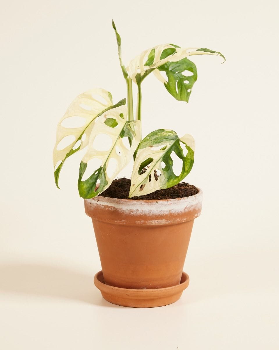 Monstera Plante-gruyère Adansonii Variegated