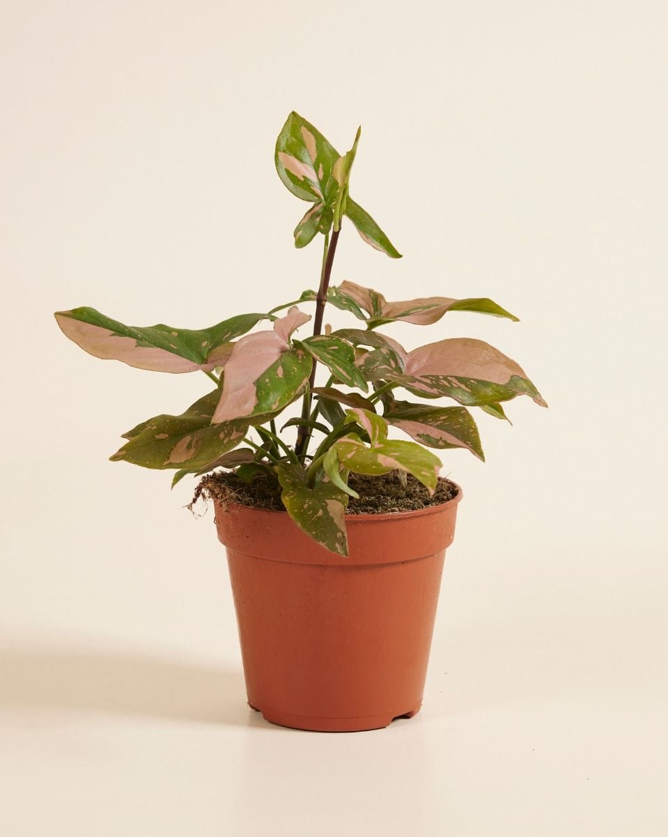 Syngonium Pink Splash