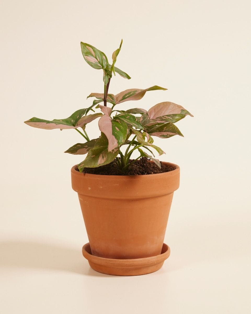 Syngonium Pink Splash