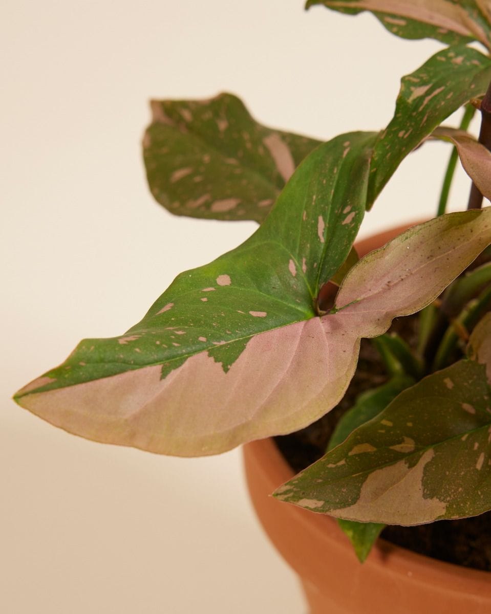 Syngonium Pink Splash