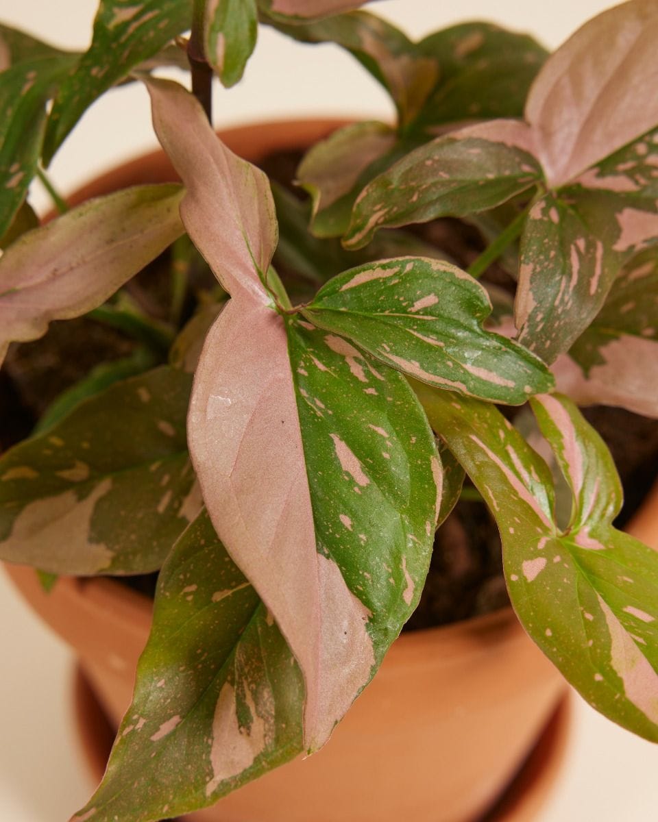 Syngonium Pink Splash