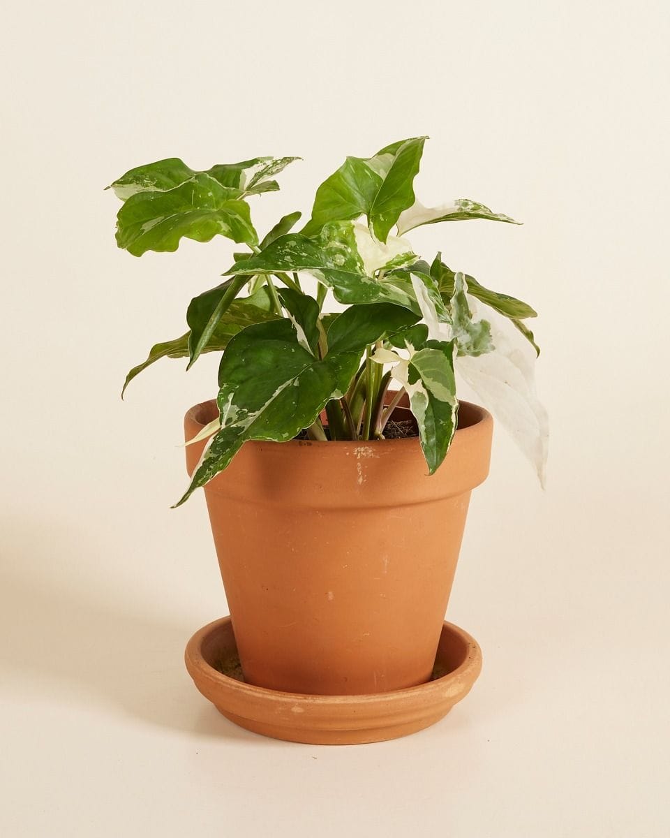 Syngonium Albo Variegata