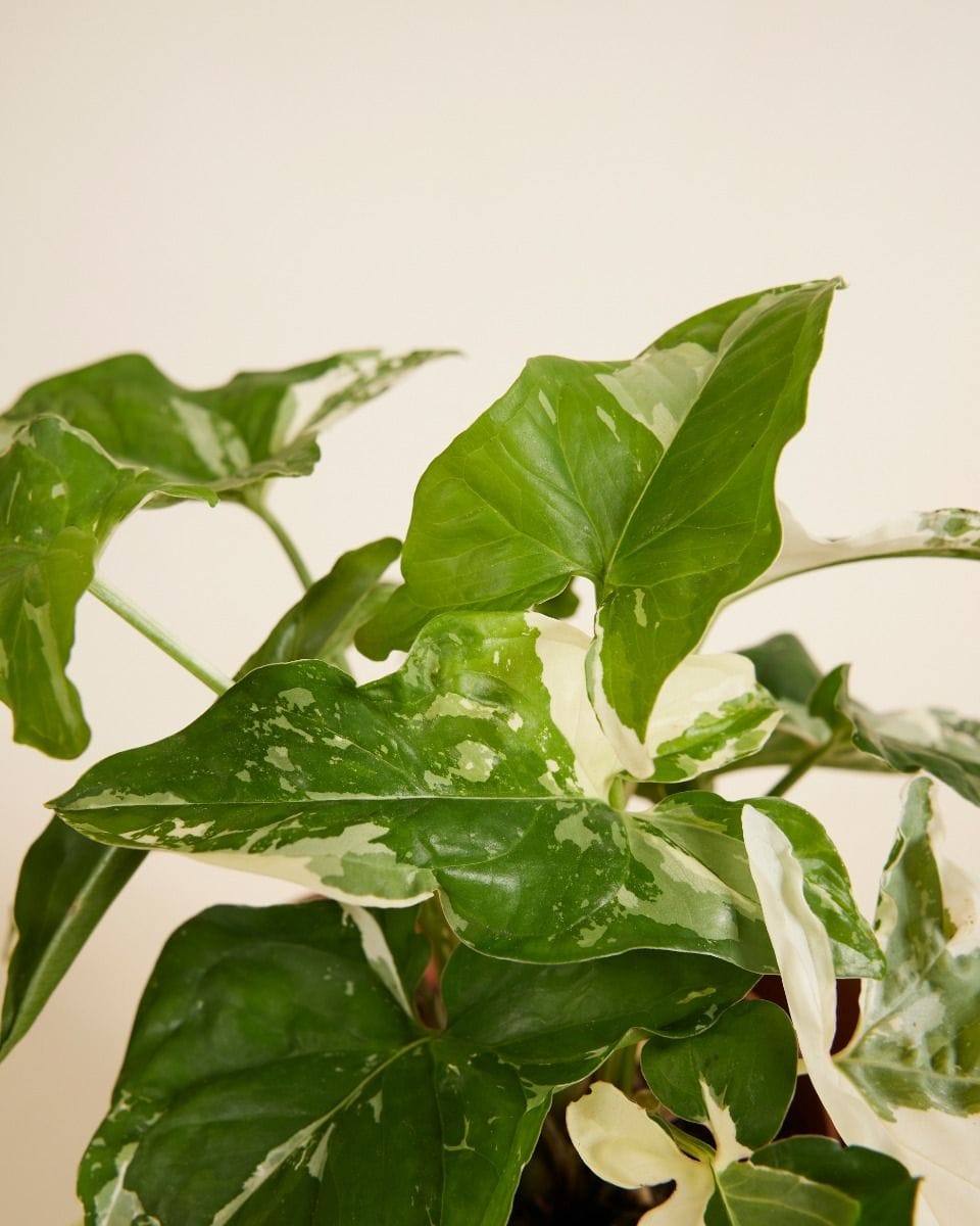 Syngonium Albo Variegata