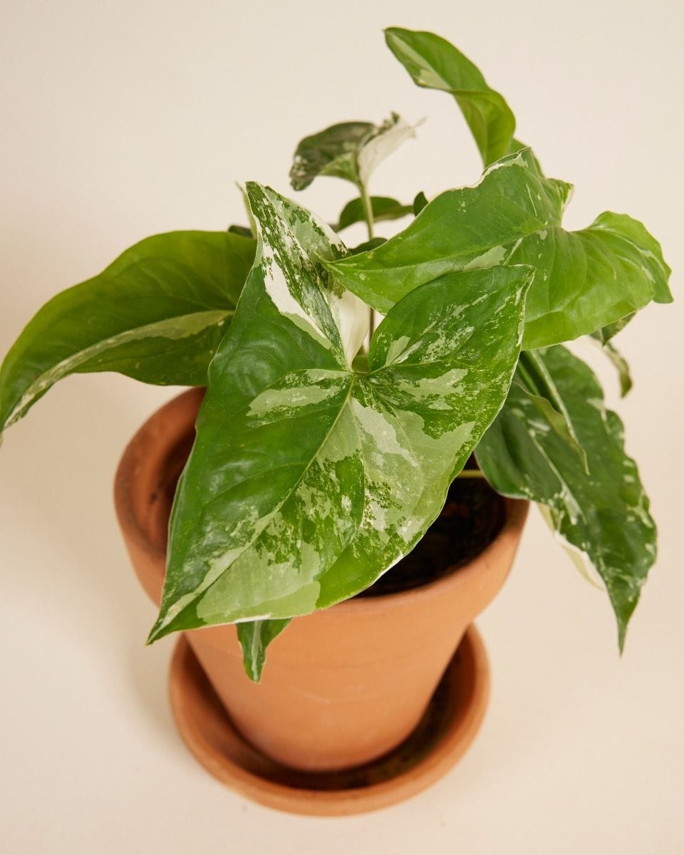 Syngonium Albo Variegata