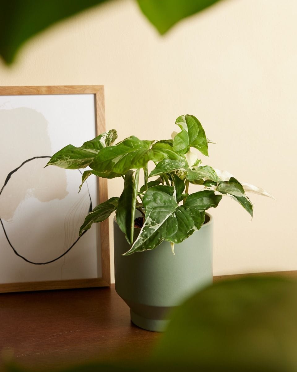 Syngonium Albo Variegata