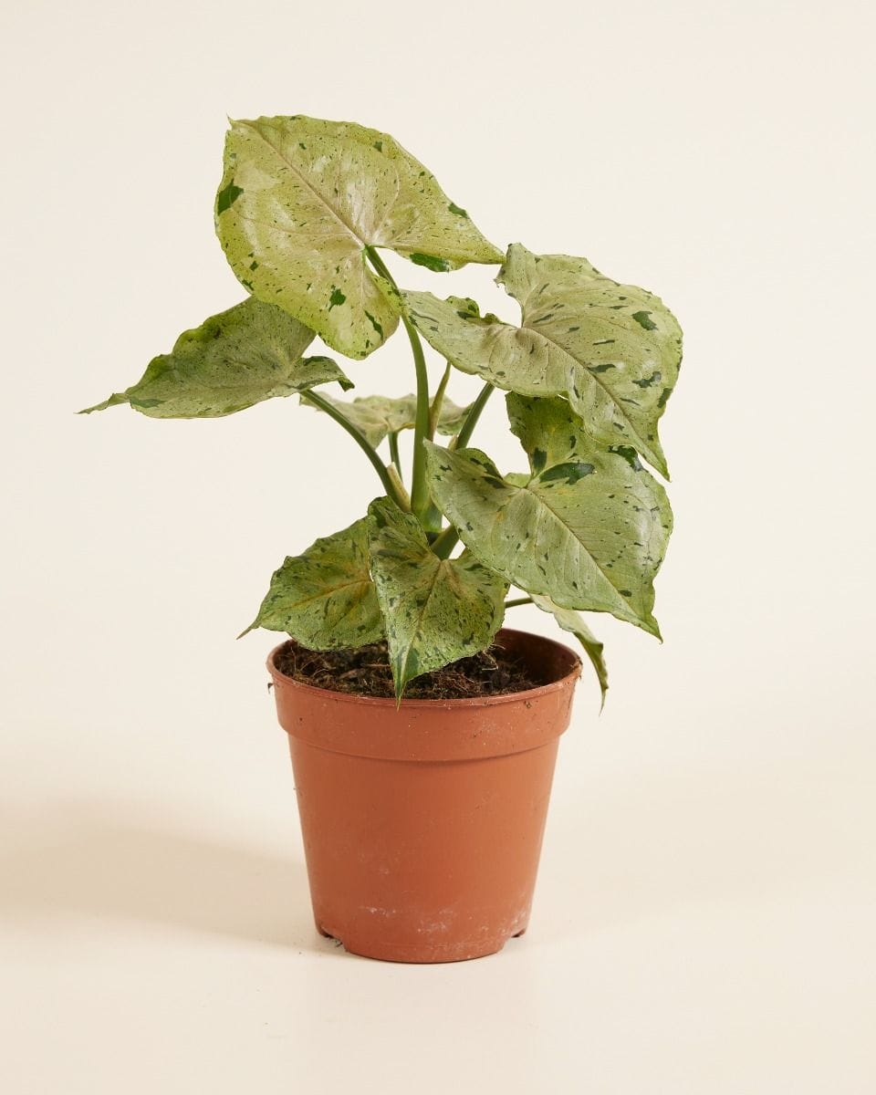 Syngonium Green Splash