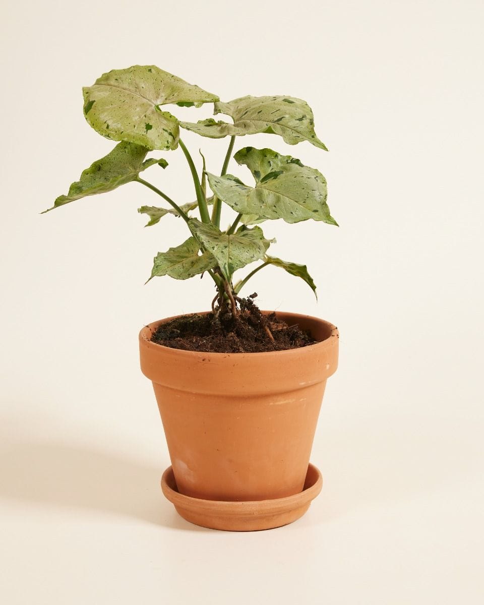 Syngonium Green Splash