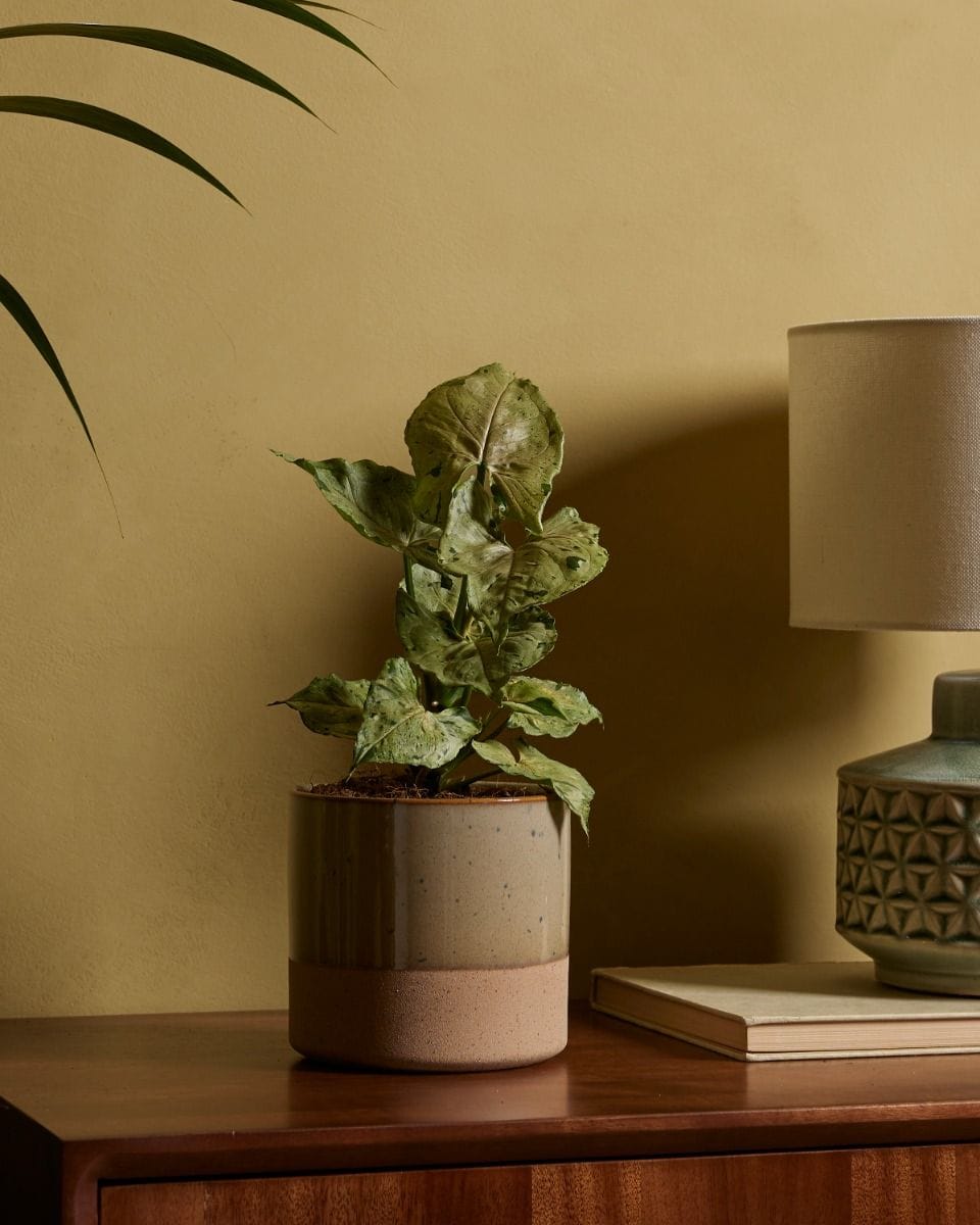 Syngonium Green Splash