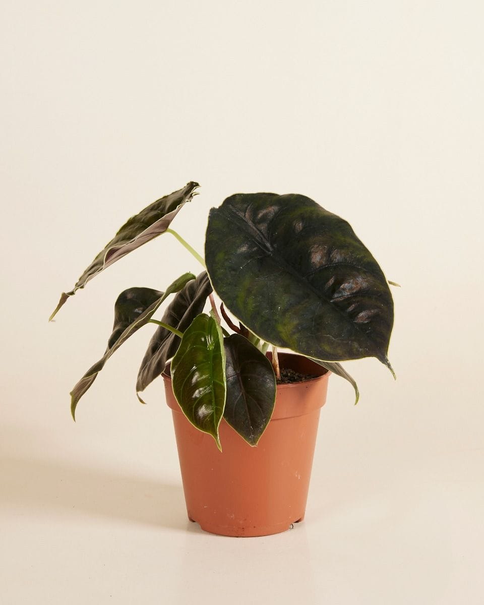 Alocasia Red Mamba Azlanii
