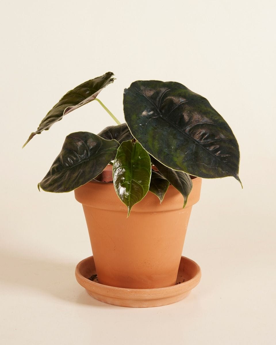 Alocasia Red Mamba Azlanii
