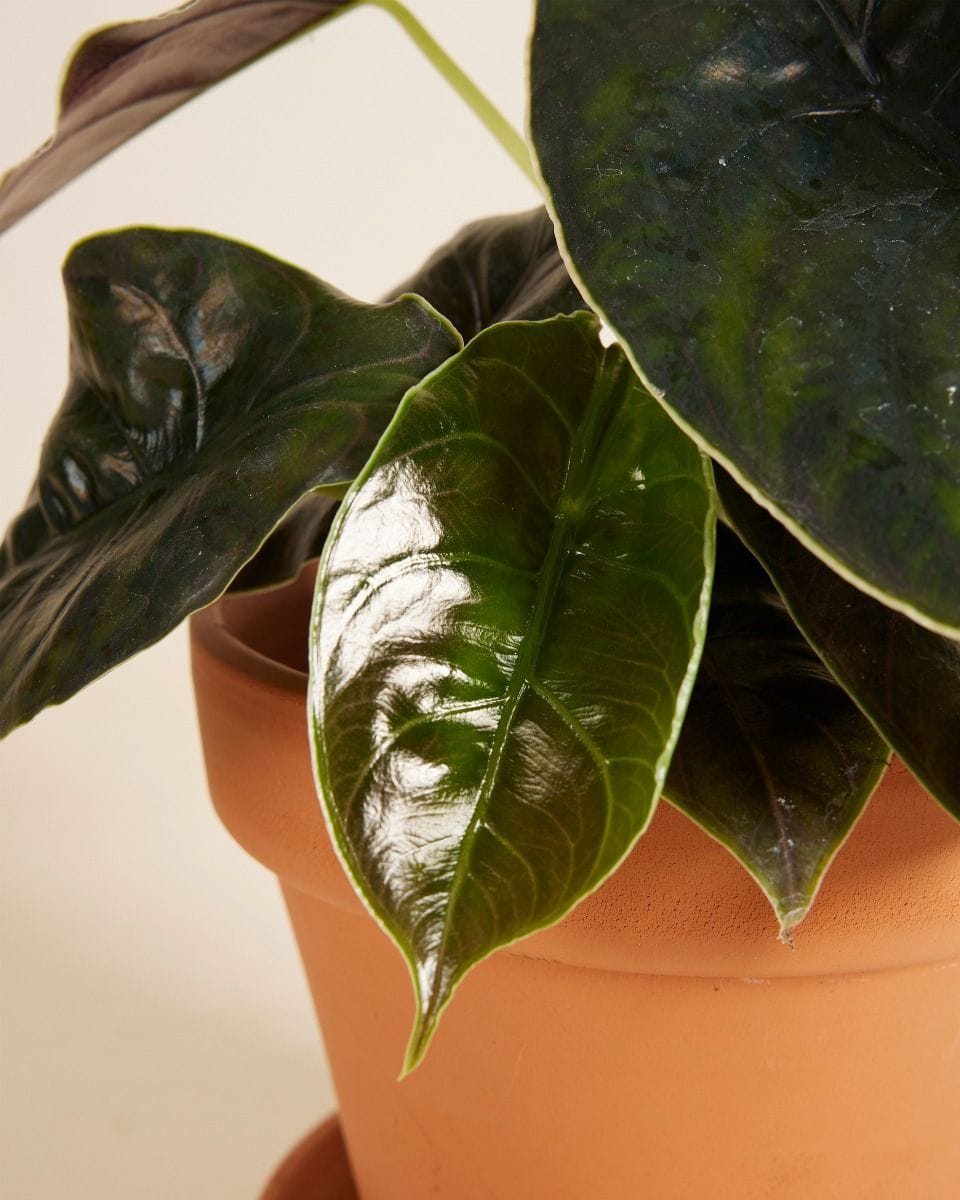 Alocasia Red Mamba Azlanii