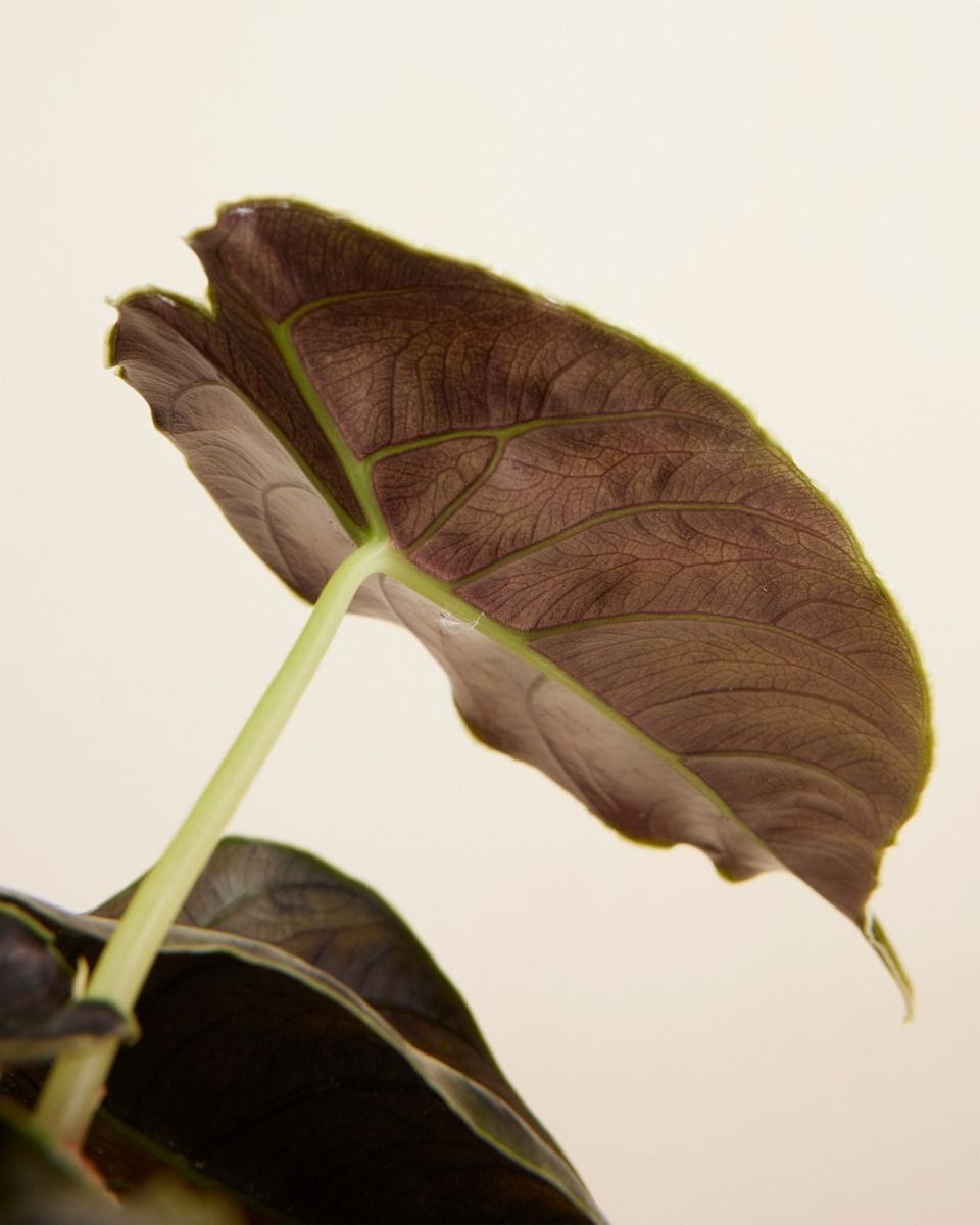 Alocasia Red Mamba Azlanii