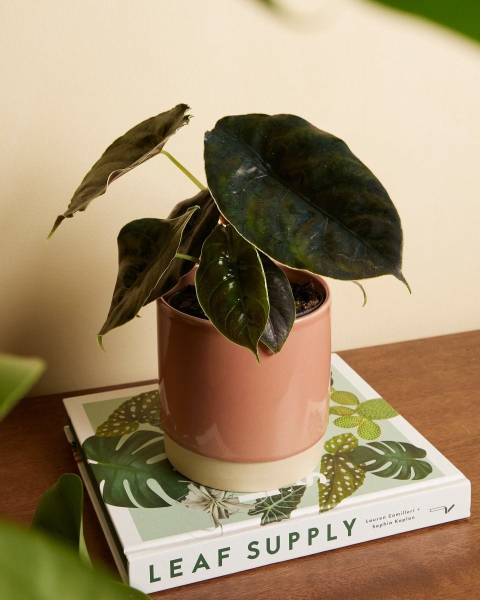 Alocasia Red Mamba Azlanii
