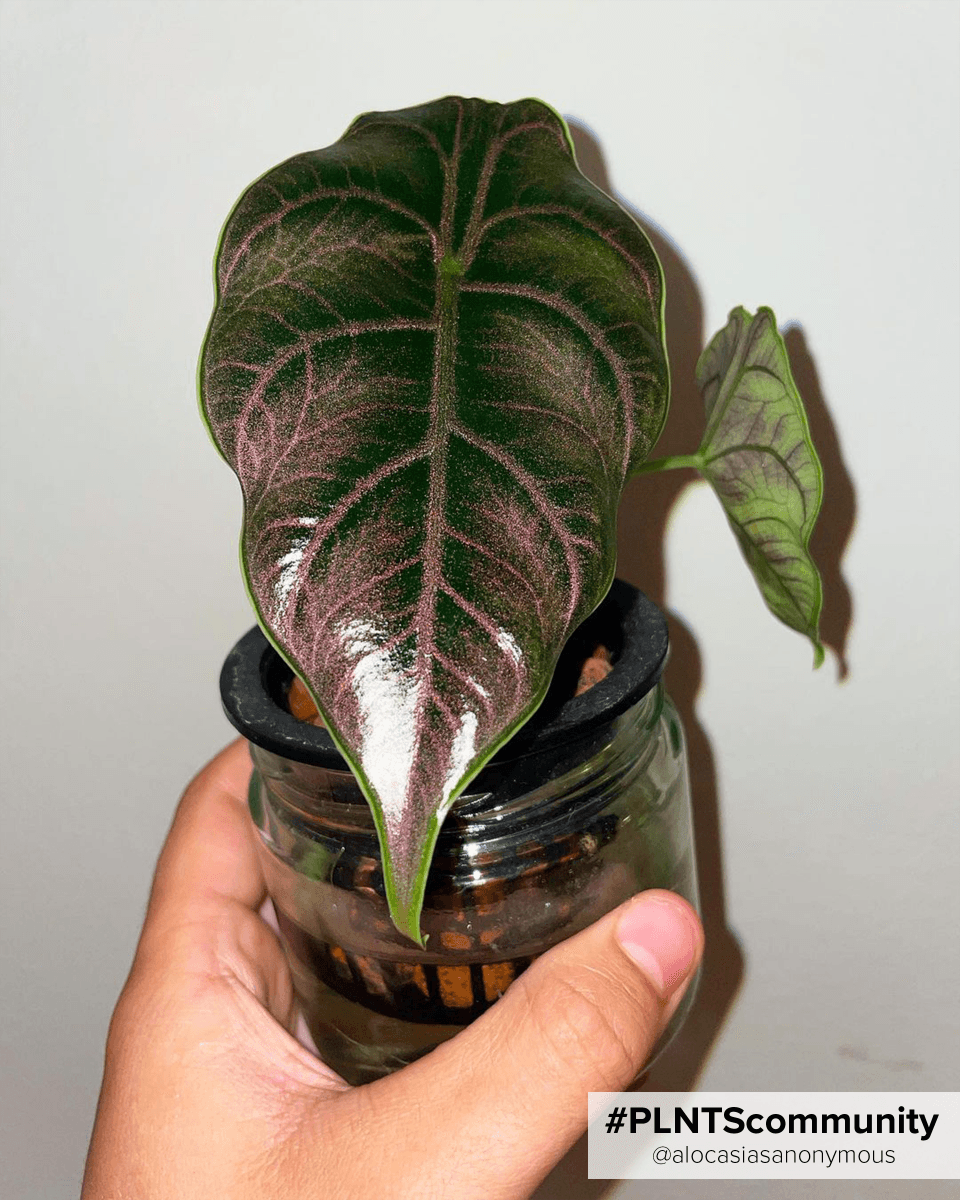 Alocasia Red Mamba Azlanii