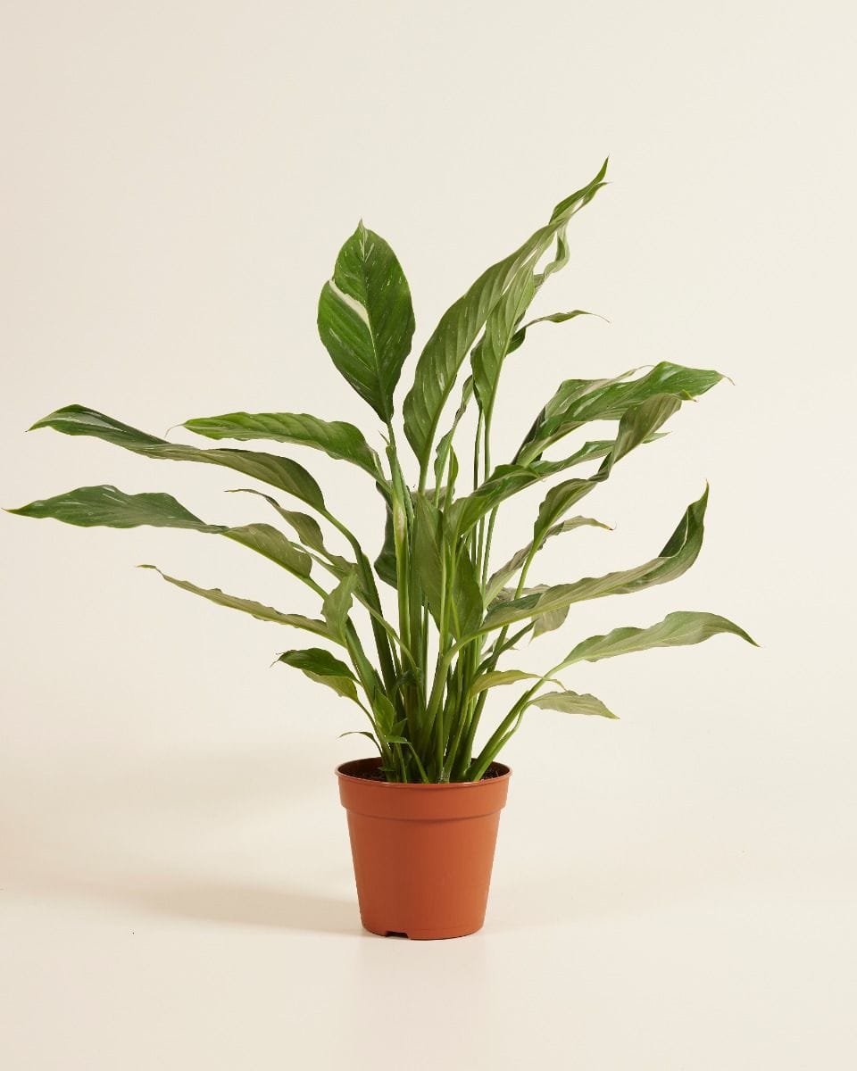 Spathiphyllum Peace lily Diamond Variegata