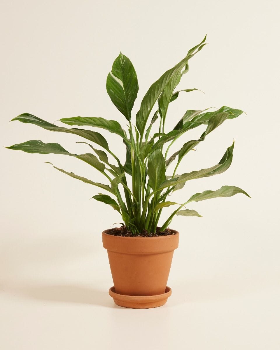 Spathiphyllum Peace lily Diamond Variegata