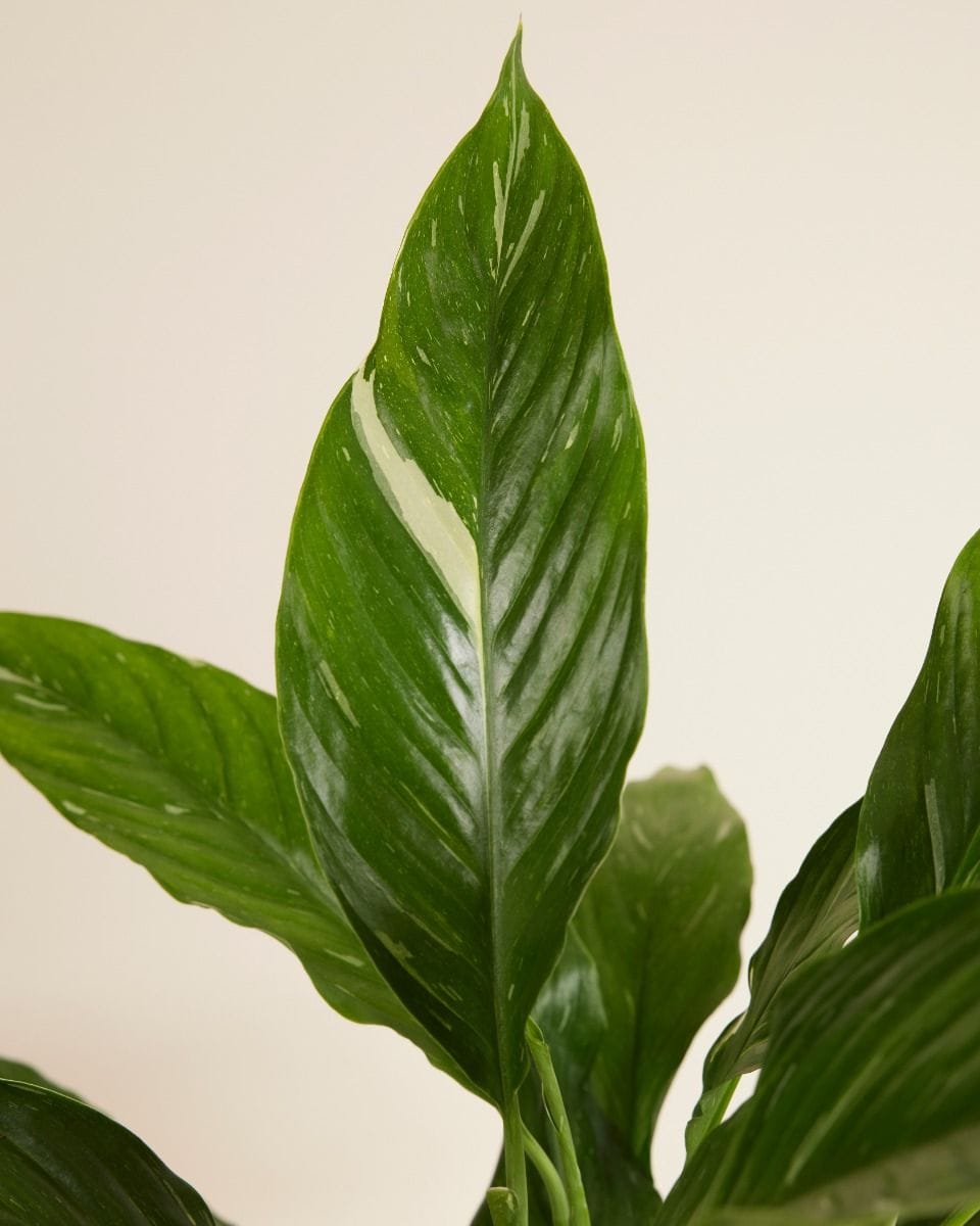 Spathiphyllum Peace lily Diamond Variegata