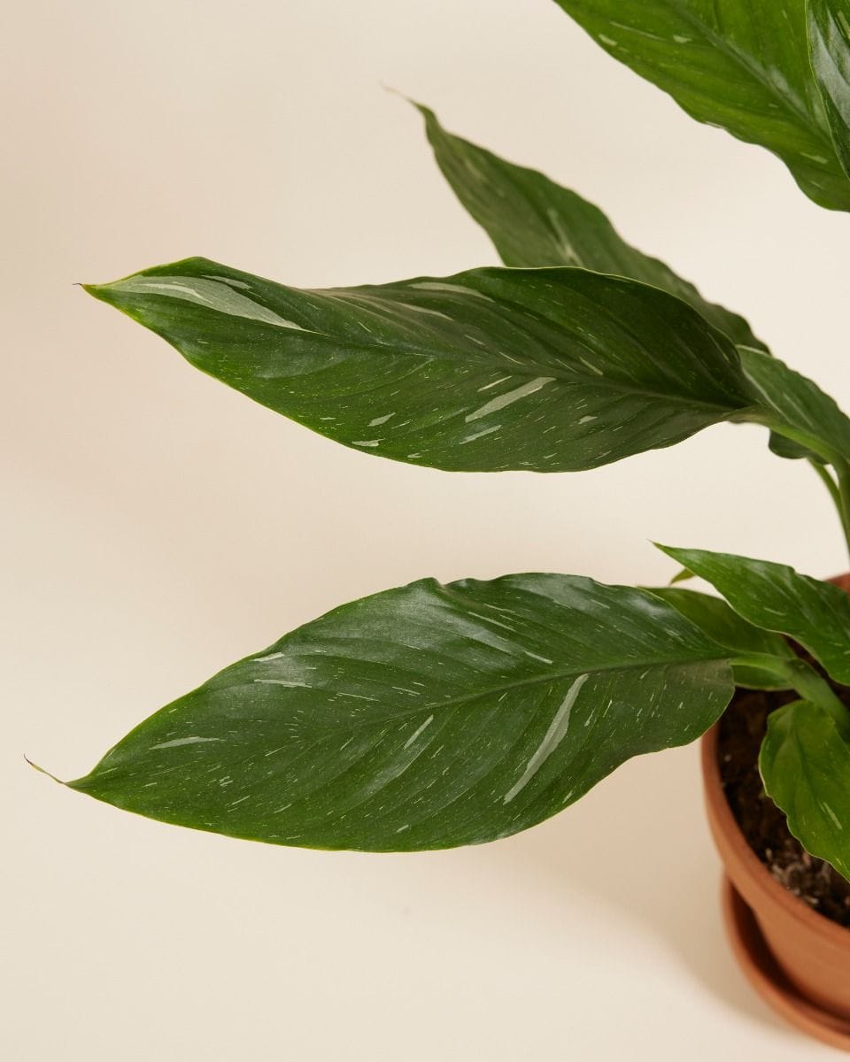 Spathiphyllum Peace lily Diamond Variegata