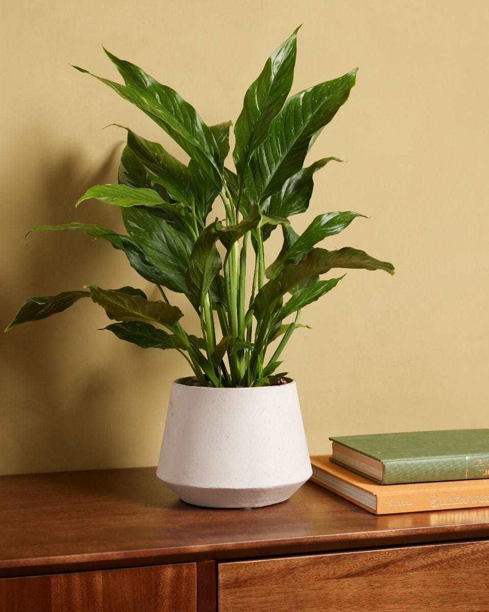 Spathiphyllum Peace lily Diamond Variegata