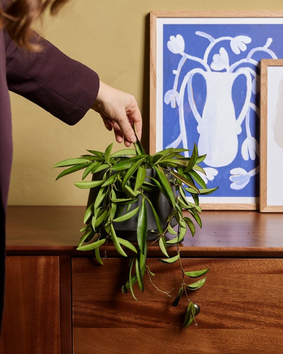 Hoya Wax plant Wayetii