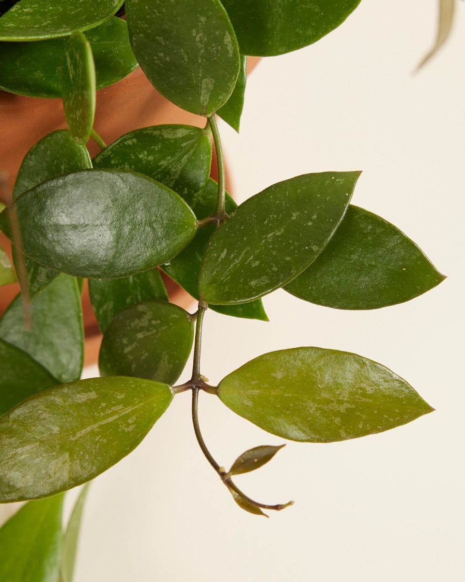 Hoya Wax plant Gracilis