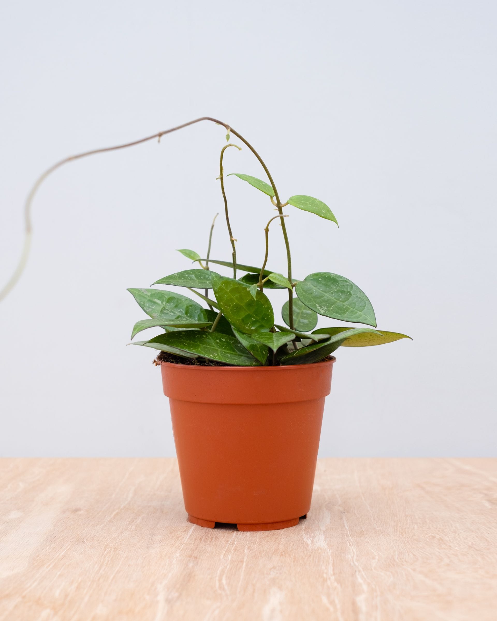 Hoya Wax plant Parasitica Black Edge