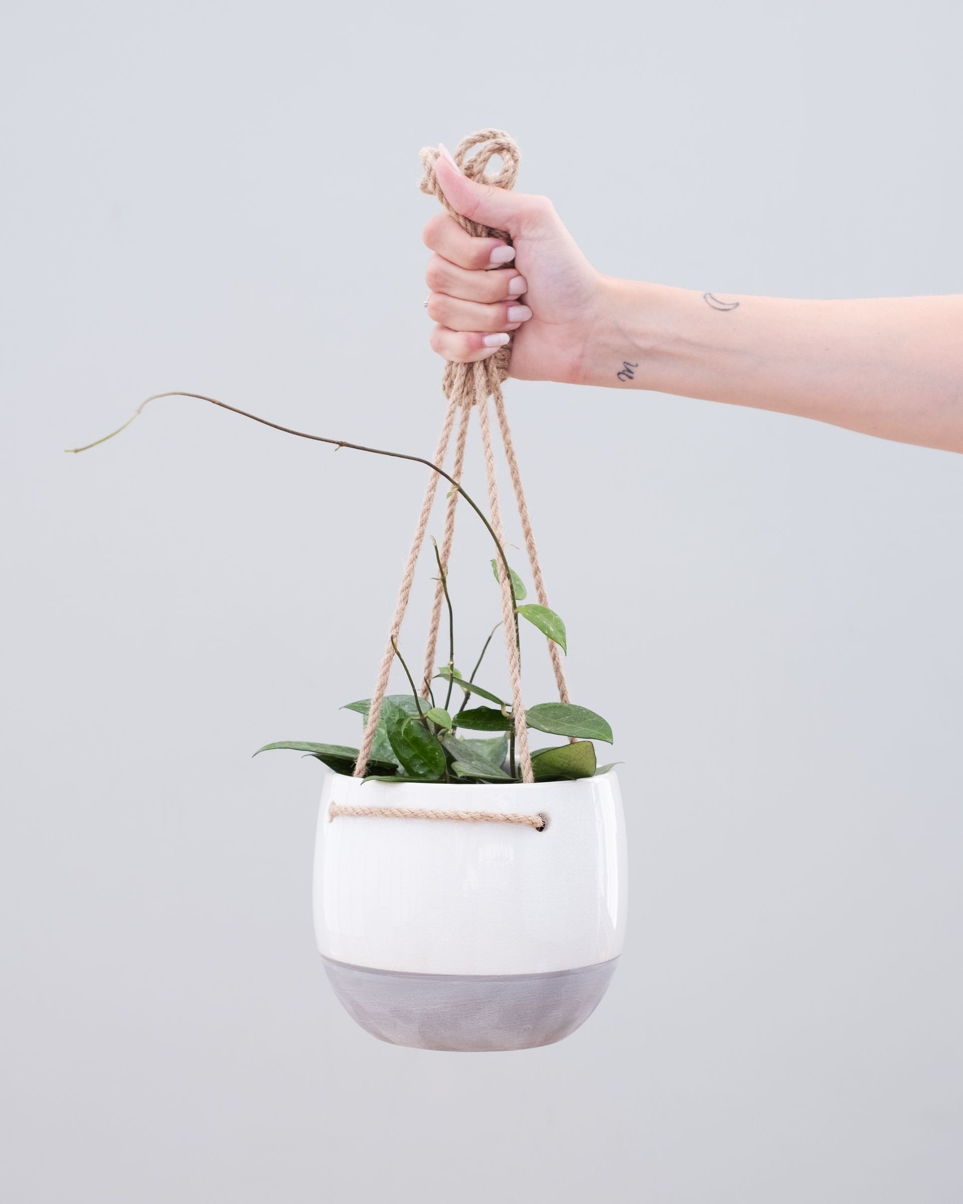 Hoya Wax plant Parasitica Black Edge