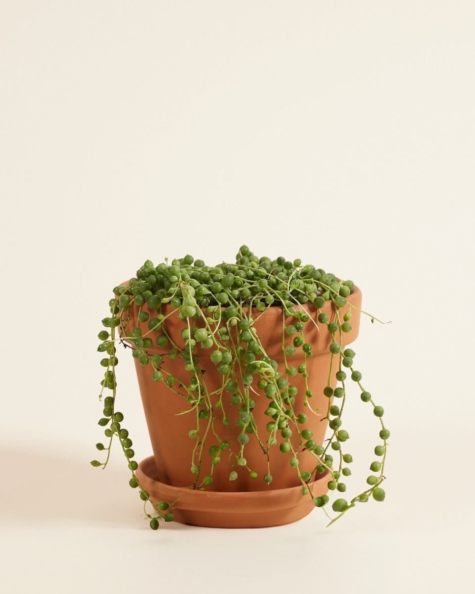 Senecio Rowleyanus