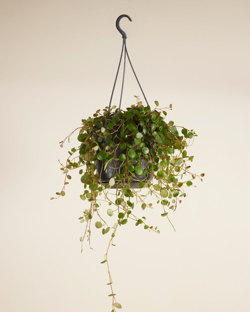 Peperomia Green Coins Pepperspot