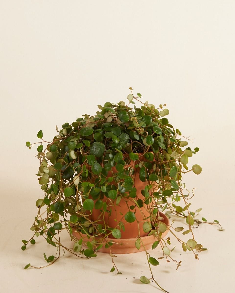 Peperomia Green Coins Pepperspot