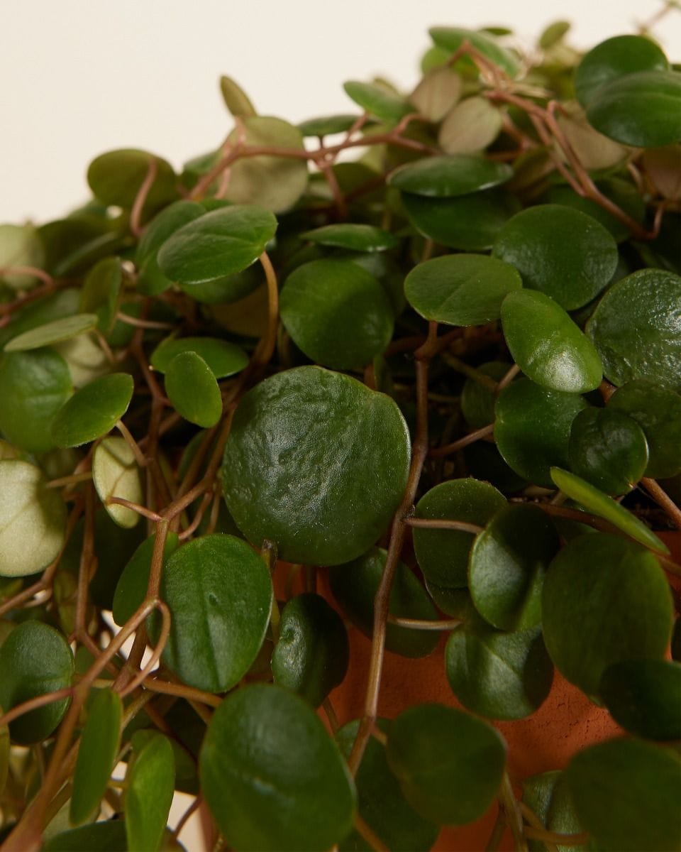 Peperomia Green Coins Pepperspot