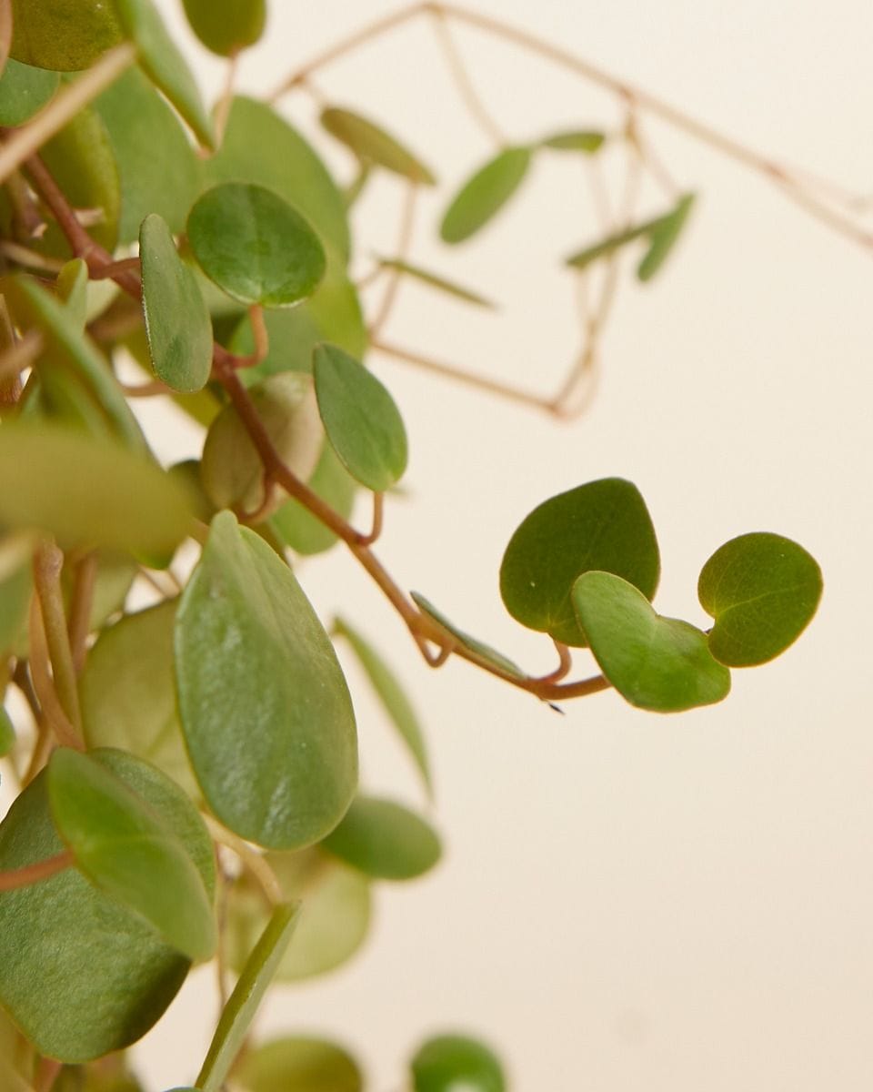 Peperomia Green Coins Pepperspot
