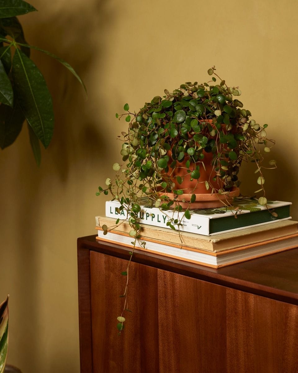Peperomia Green Coins Pepperspot