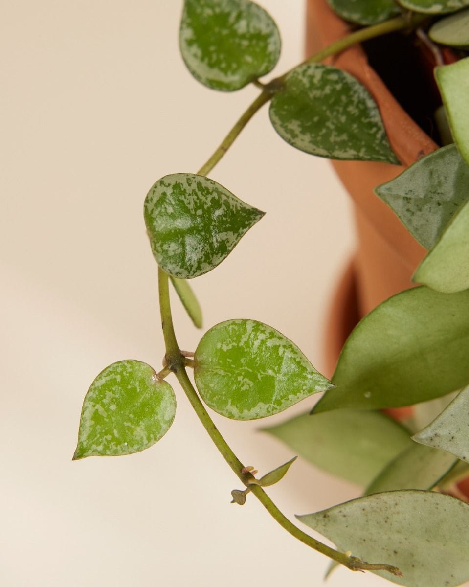 Hoya Wax plant Kroniana Eskimo