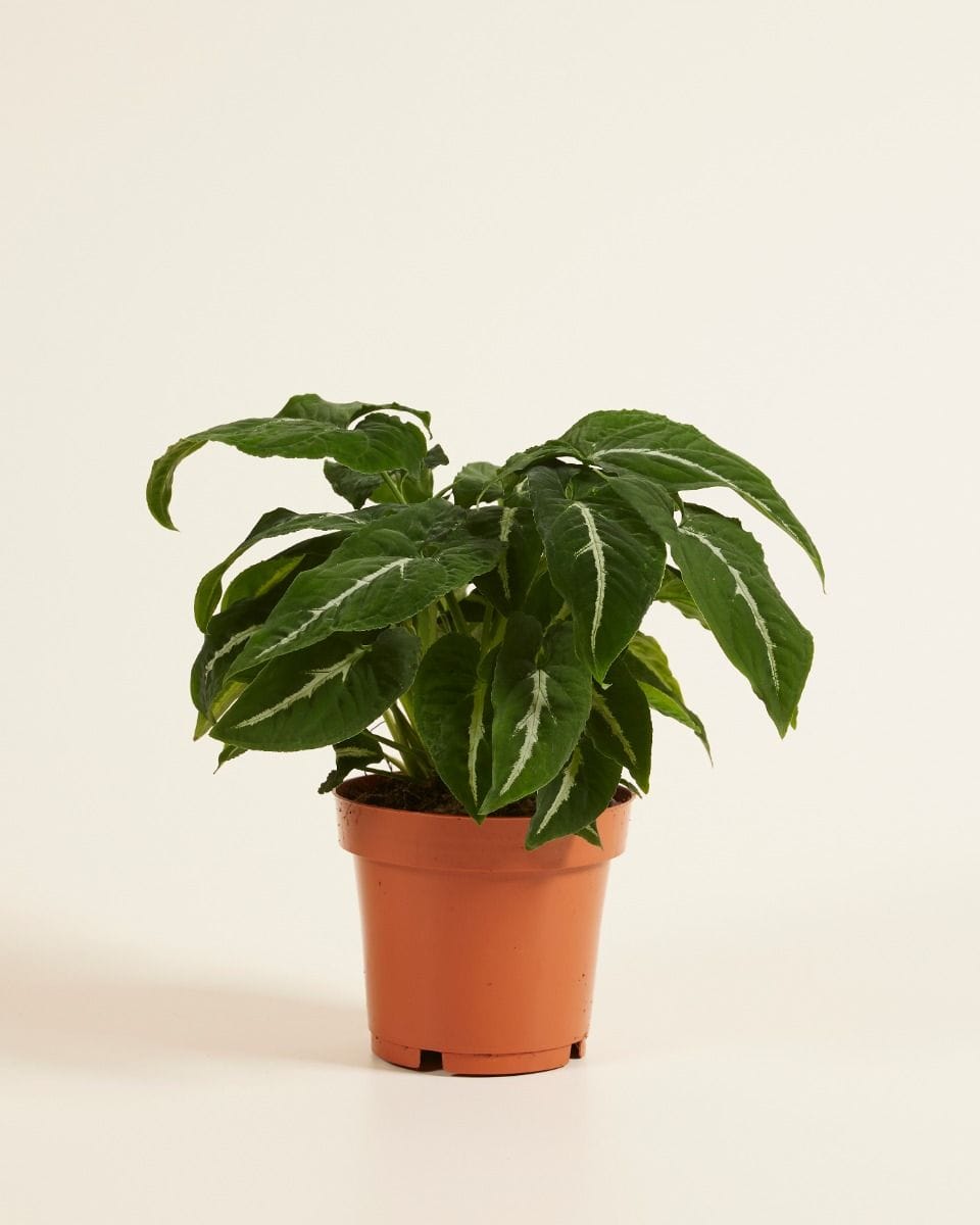 Syngonium Wendlandii