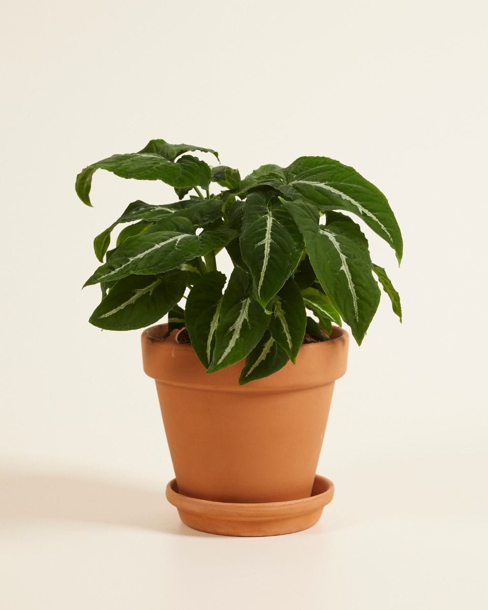 Syngonium Wendlandii