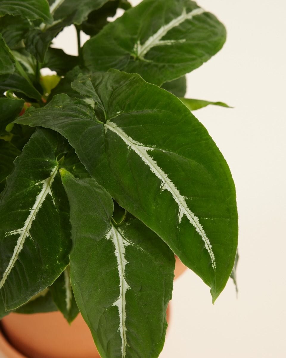 Syngonium Wendlandii