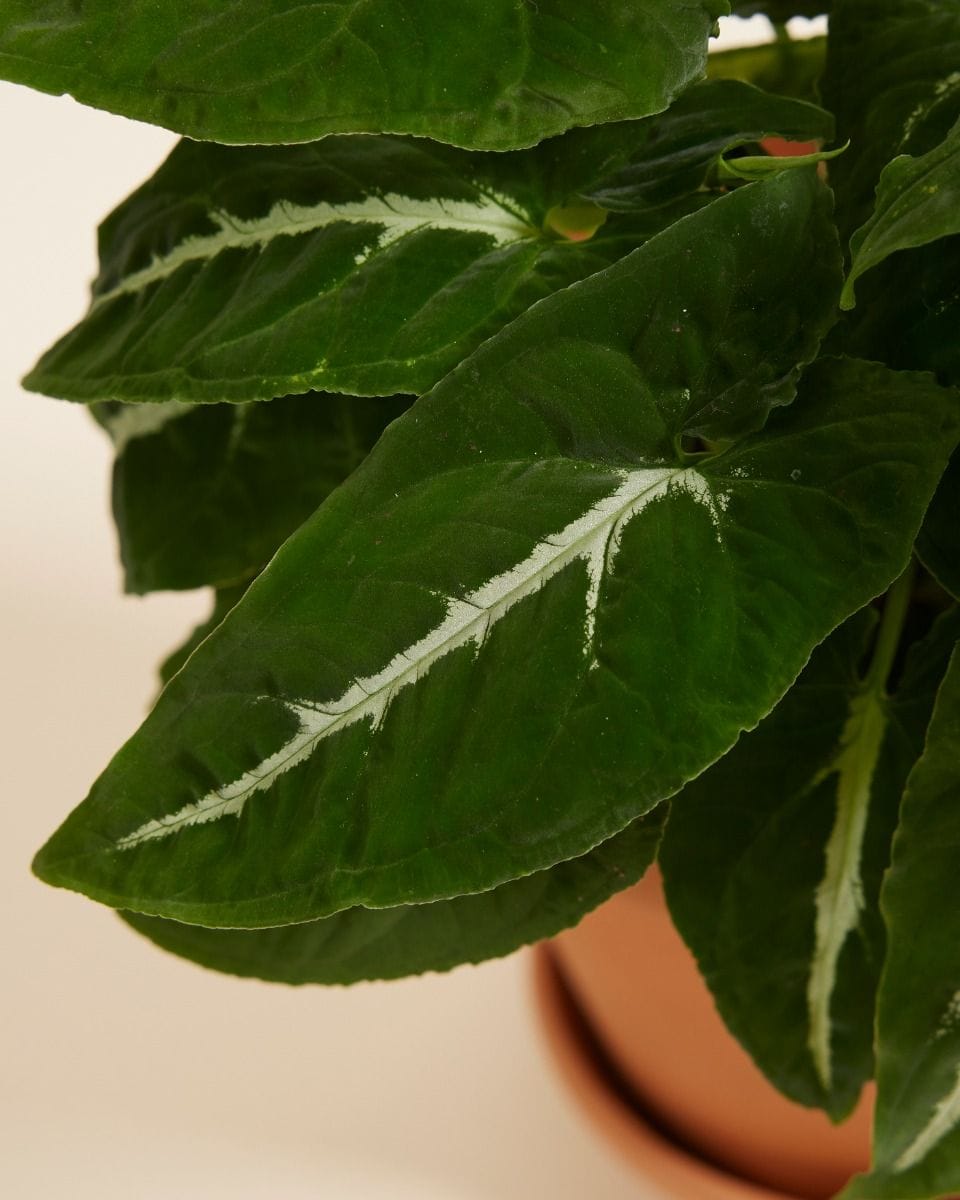 Syngonium Wendlandii