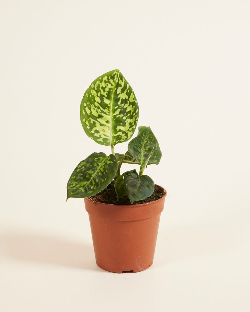 Dieffenbachia Dump Cane Reflector