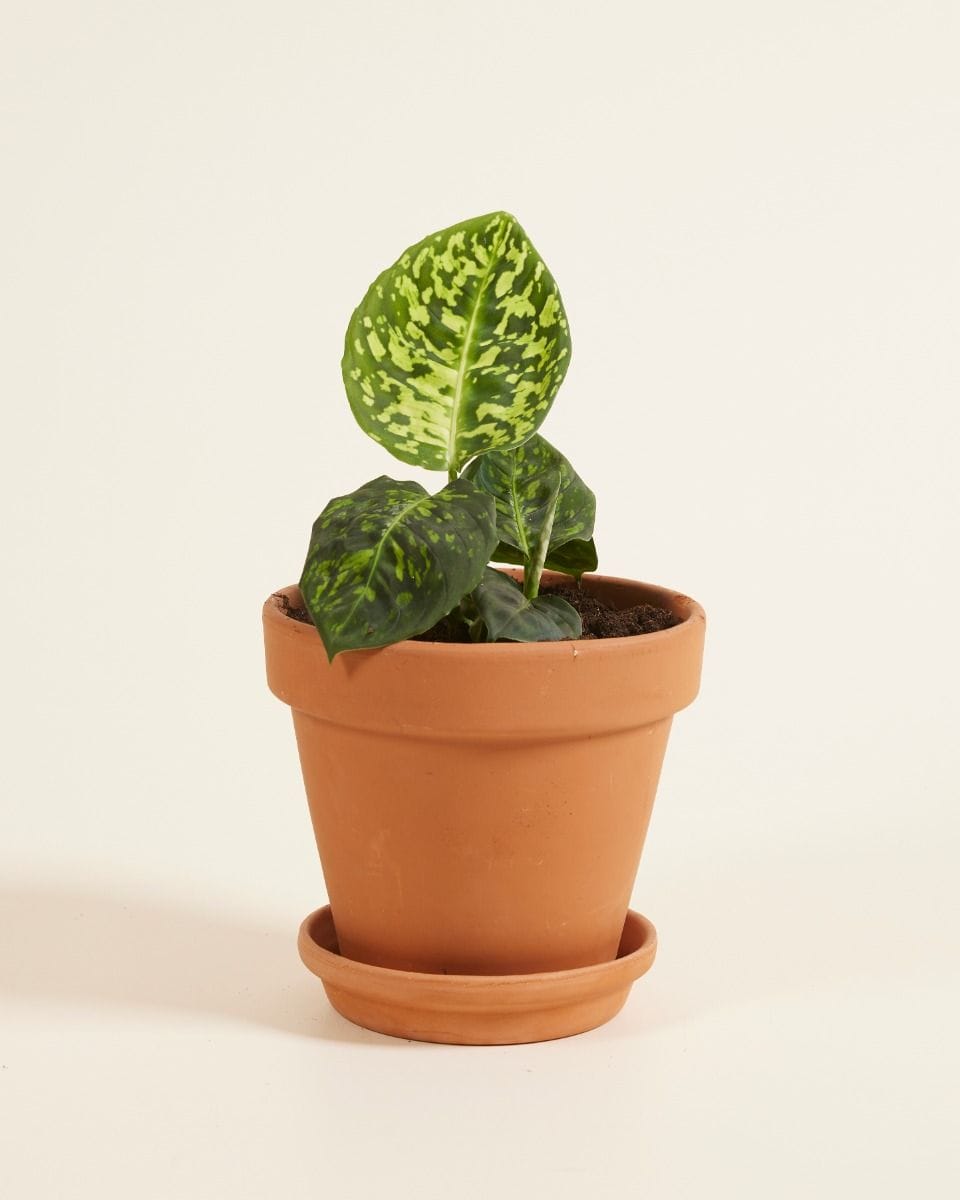 Dieffenbachia Dump Cane Reflector