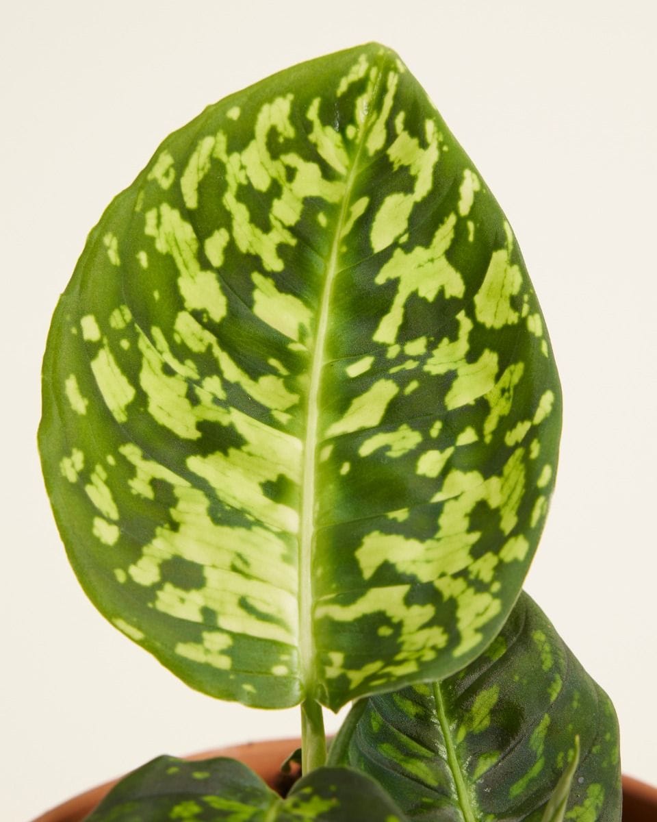Dieffenbachia Dump Cane Reflector