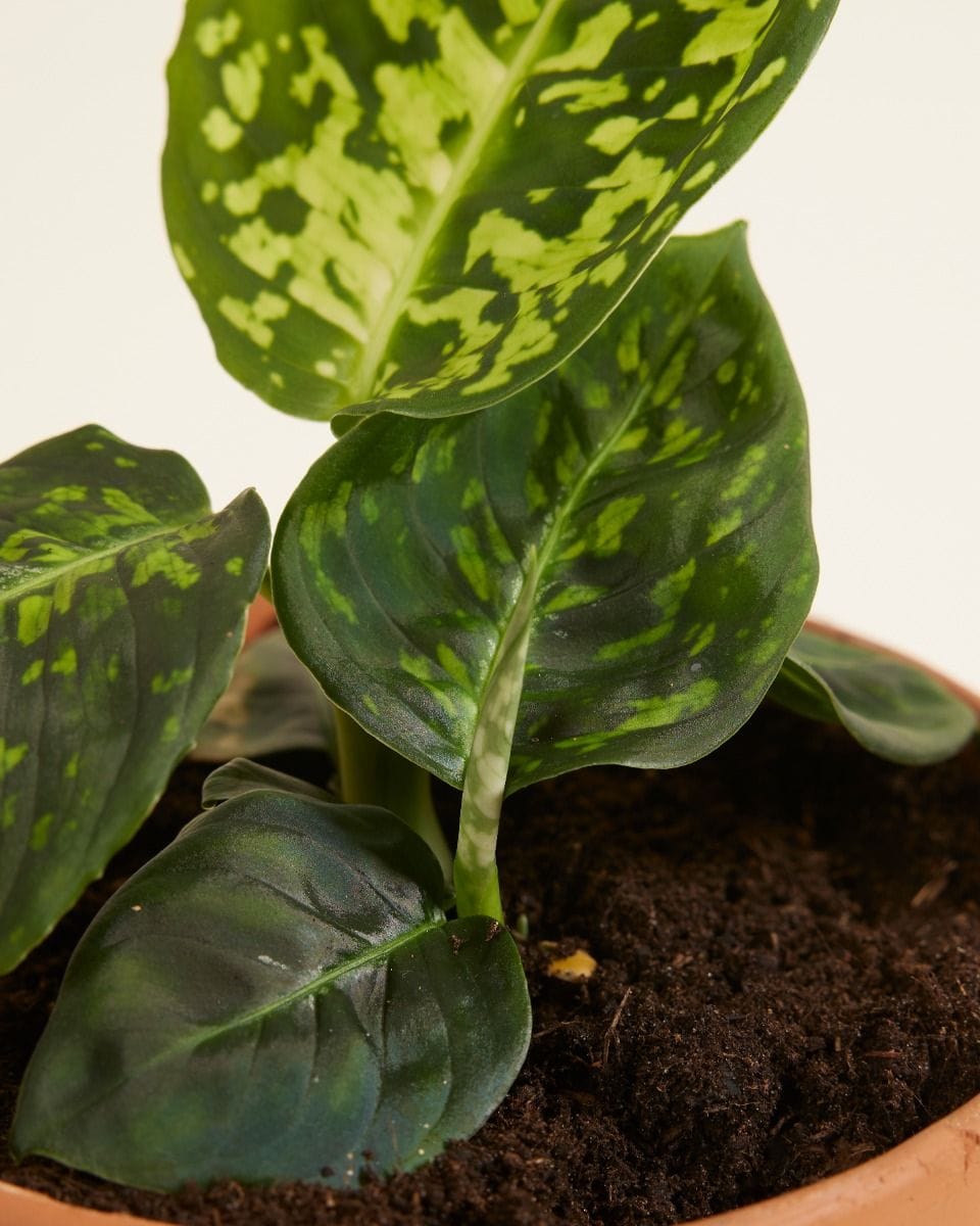 Dieffenbachia Dump Cane Reflector
