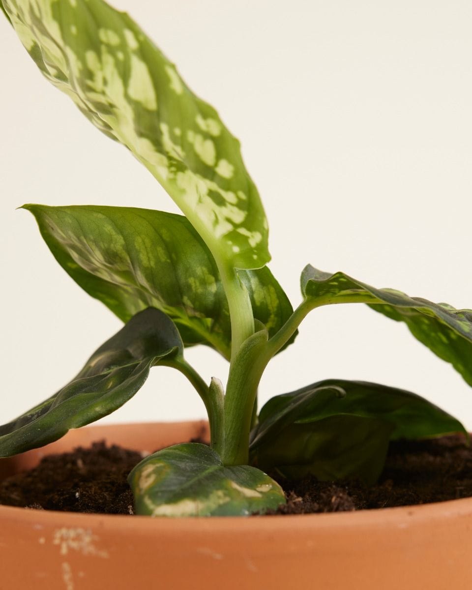 Dieffenbachia Dump Cane Reflector